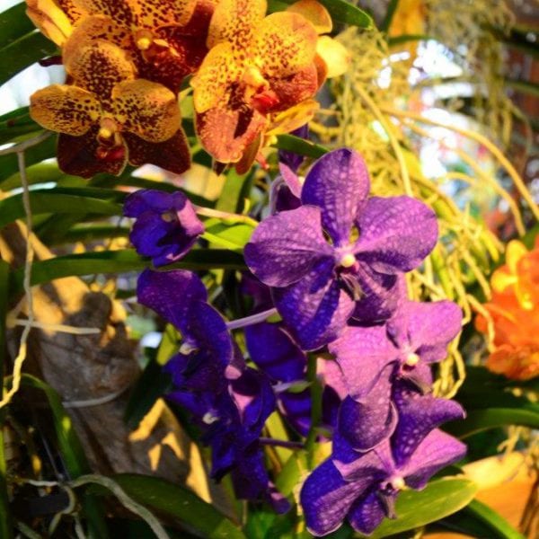 Cayman Islands Orchid Show