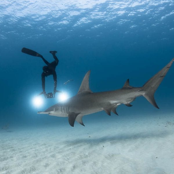 Diving with sharks in The Bahamas