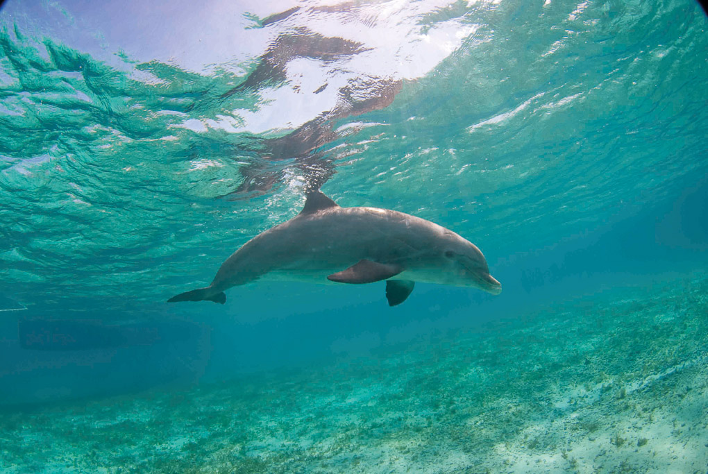 JoJo the Dolphin | Turks and Caicos Islands | Discover Magazine