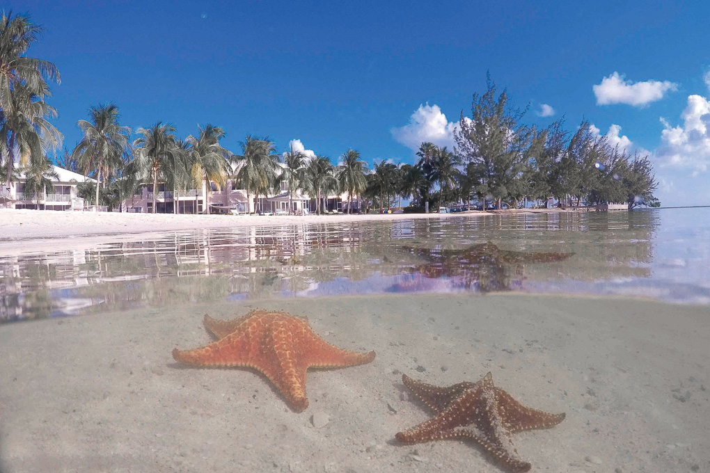 starfish point