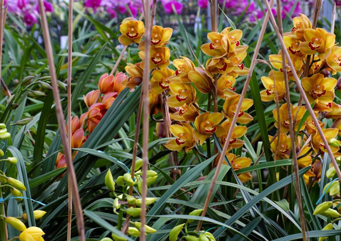  Orchid Garden