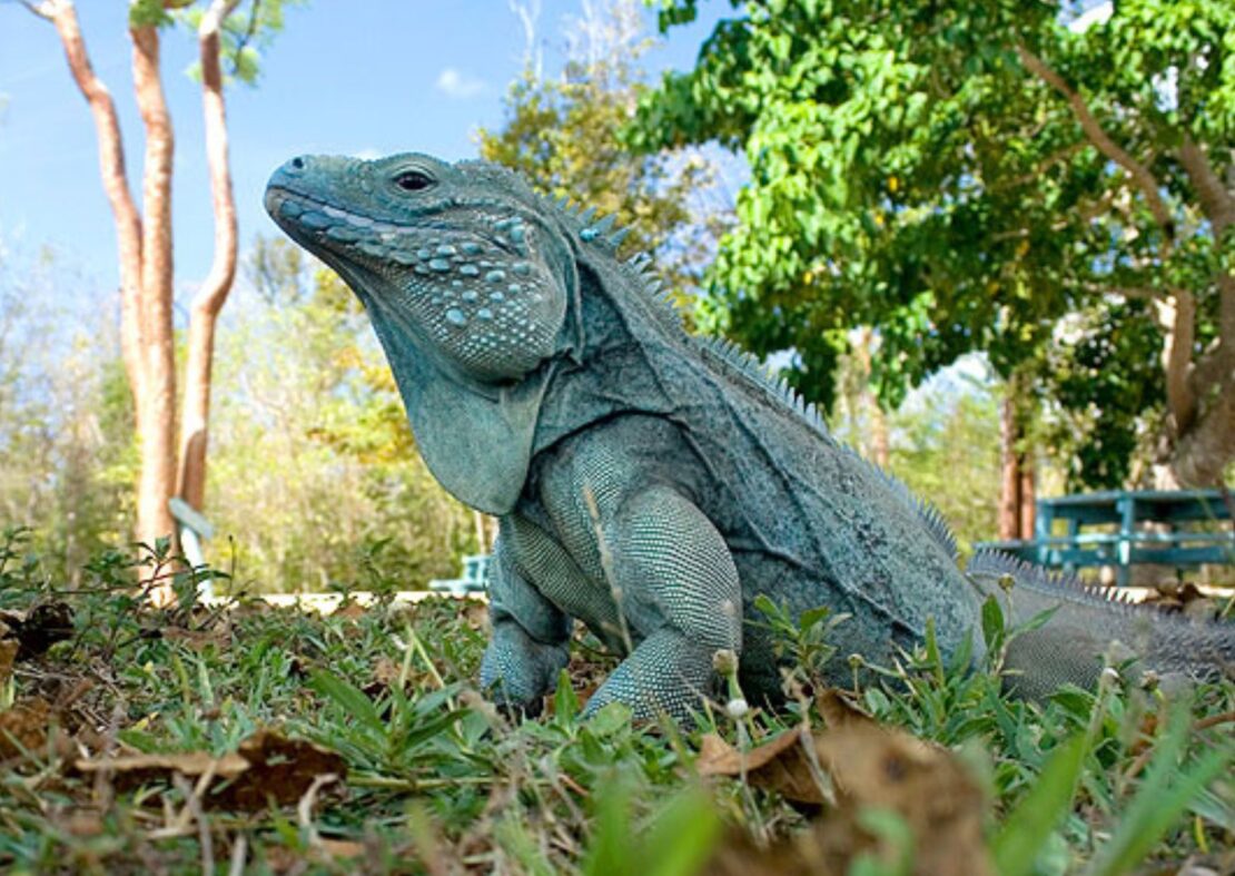 Blue Iguana Conservation