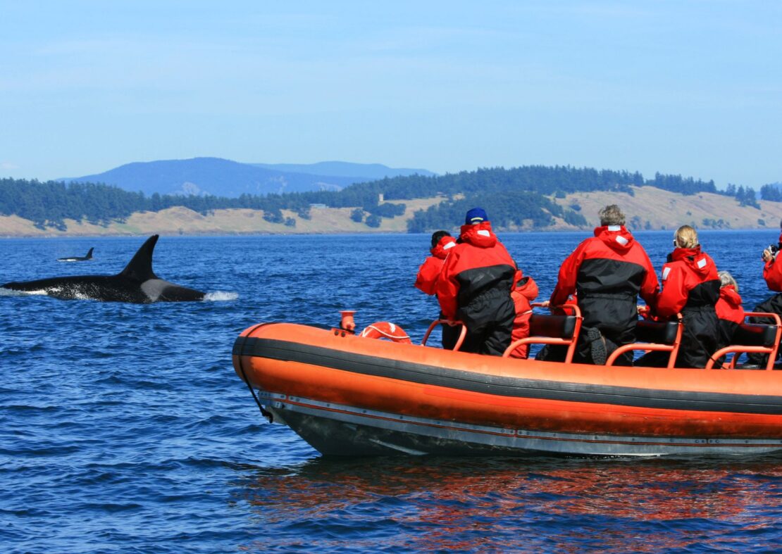 whale watching on the Caribbean sea