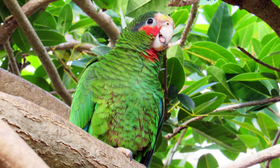 Cayman Parrot Sanctuary