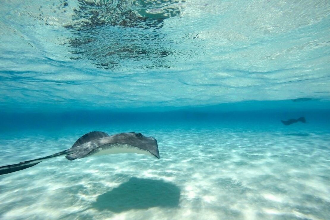 Stingray City Cayman Islands