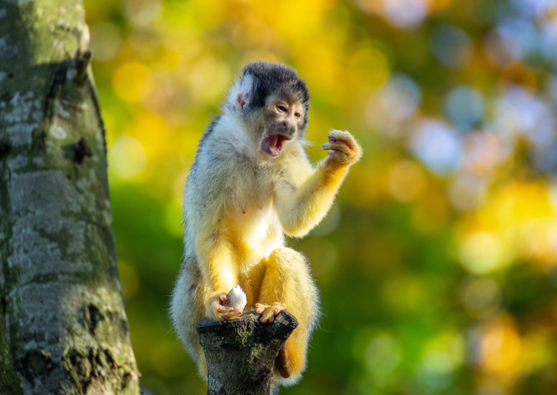 Visit the Barbados Wildlife Reserve