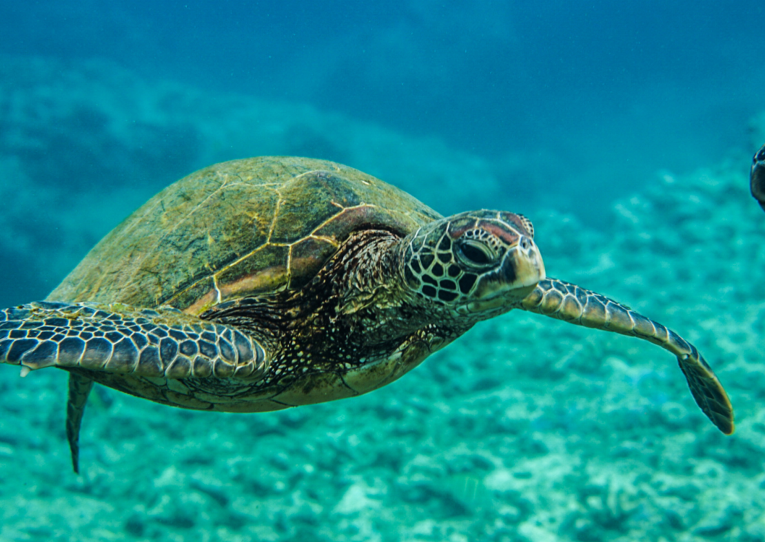 Swim with Sea Turtles