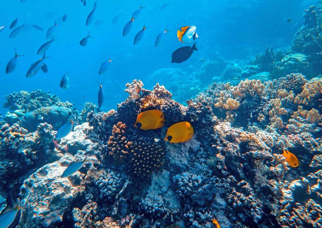Anegada Reef Snorkeling